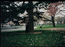 Поляна у Белого Дома в Вашингтоне (муж  у  дерева  с  белками)